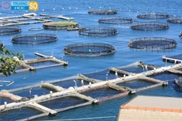 Ngành Nuôi trồng thủy sản - 7620301